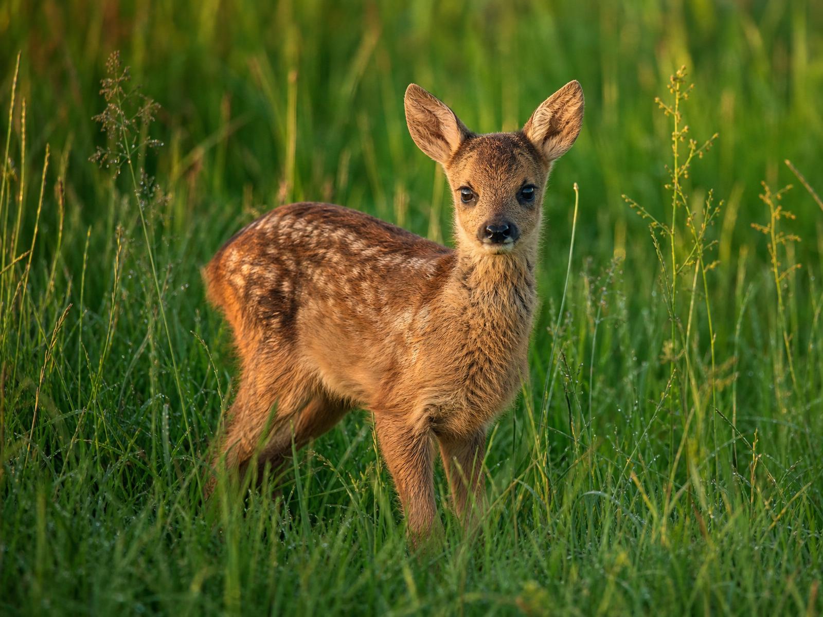 Rehkitz steht in der Morgensonne im hohen Gras einer Wiese